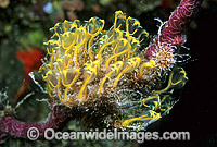 Cluster of Sea Tunicates (Clavelina detorta) Also known as Ascidians and Sea Squirts. Great Barrier Reef, Queensland, Australia