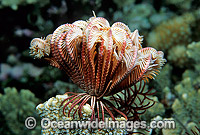 Crinoid Feather Star (Possibly: Lamprometra sp.). Also known as Crinoid. Great Barrier Reef, Queensland, Australia