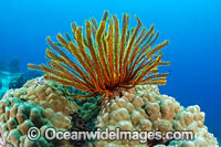 Feather Star (Possibly: Oxycomanthus sp.). Photo taken in Kimbe Bay, Papua New Guinea.