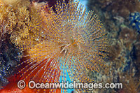 European Fan Worm or Tube Worm (Sabella spallanzani), photographed in Port Phillip Bay, Victoria. Often seen attached to jetty pylons, this worm was accidentally introduced to southern Australian water by ships.