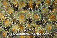 Jewel Anemones (Corynactis australis). Found from Port Phillip Bay, Vic, to NSW and around Tas. Also New Zealand. Photo taken off Bicheno, Tasmania, Australia.