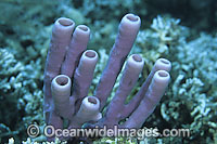 Tube Sponge (Cribrochalina olemda). Found throughout Indo-West Pacific. Photo taken at Tulamben, Bali, Indonesia