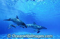 Indo-Pacific Bottlenose Dolphin (Tursiops aduncas) - mother and companion with 6 week old calf. Coastal New South Wales, Australia