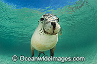 Australian Sea Lion (Neophoca cinerea). Found from Houtman Abrolhos, Western Australia, to Kangaroo Island, South Australia. Photo taken at Hopkins Island, South Australia. Classified Endangered on the IUCN Red List.