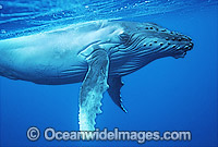 Humpback Whale (Megaptera novaeangliae) - calf underwater. Found throughout the world's oceans in both tropical and polar areas, depending on the season. Classified as Vulnerable on the 2000 IUCN Red List.