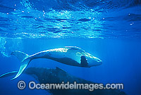 Humpback Whale (Megaptera novaeangliae) - mother with calf underwater. Found throughout the world's oceans in both tropical and polar areas, depending on the season. Classified as Vulnerable on the 2000 IUCN Red List.