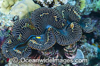 Giant Clam (Tridacna sp.). Found throughout the Indo-West Pacific, including the Great Barrier Reef, Australia