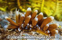 Nudibranch (Phyllodesmium kabiranum). Found throughout Indo-West Pacific. Photo taken in the Philippines. Within the Coral Triangle.