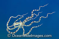 Mimic Octopus (Thaumoctopus mimicus), swimming. This octopus is a master of cryptic camouflage, often mimicking marine animals. Found throughout the Indo-West Pacific. Photo taken off Anilao, Philippines. Within the Coral Triangle.