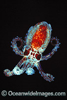 Bobtail Squid (Sepiola sp.) - size: 30mm. Great Barrier Reef, Queensland, Australia