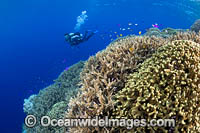 Diver exploring an underwater sea mount covered in Acropora Corals. Kimbe Bay, Papua New Guinea.