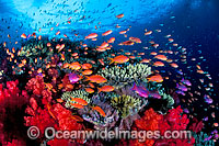 Schooling Orange Fairy Basslets (Pseudanthias cf cheirospilos) amongst Dendronephthya Soft Coral. Great Barrier Reef, Queensland, Australia