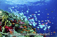 Schooling Green Puller (Chromis virdis) and Orange Fairy Basslets (Pseudanthias cf cheirospilos) above Acropora Coral. Great Barrier Reef, Queensland, Australia