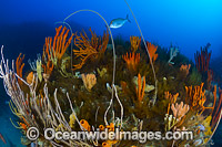 Temperate deep water reef comprising of Reef Fish amonsts Whip Corals, Sea Sponges and Crinoid Feather Stars. Photo taken at Governor Island Marine Sanctuary, Bicheno, Tasmania, Australia.