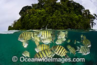 Schooling Black-tail Sergeant (Abudefduf lorenzi). Generally found on coastal reefs and mangroves throughout the Indo Pacific. Photo taken Kimbe Bay, Papua New Guinea.