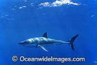 Great White Shark (Carcharodon carcharias) underwater. Also known as White Pointer and White Death. Neptune Islands, South Australia. Listed as Vulnerable Species on the IUCN Red List.