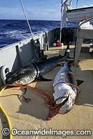 Tiger Sharks (Galeocerdo cuvier) caught on set drum lines. Abrolhos Islands, Western Australia