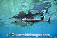 White-spotted Guitarfish (Rhynchobatus djiddensis). Also known as Giant Guitarfish, Sandshark, Whitespot Ray, Whitespot Shovelnose Ray, Sharkfin Ray and Shovelnose Shark. Found on Continental Shelf and tropical and warm temperate waters of Australia.