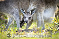 Eastern Grey Kangaroo (Macropus giganteus), mother with joey in pouch. Moonee Beach Nature Reserve. Near Coffs Harbour, New South Wales, Australia.