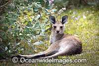 Eastern Grey Kangaroo (Macropus giganteus). Moonee Beach Nature Reserve. Near Coffs Harbour, New South Wales, Australia.
