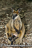 Swamp Wallaby (Wallabia bicolor) - mother with joey, or baby. Found in a variety of dense forest habitats throughout eastern and south-eastern Australia