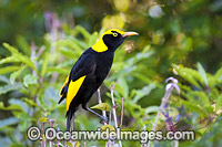 Regent Bowerbird (Sericulus chrysocephalus) - male. Found in cool temperate mountain rainforests, coastal rainforests, dense thickets and blackberry in S.E. Qld and N.E. NSW, Australia. Photo taken Lamington World Heritage National Park, Qld, Australia