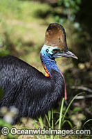 Southern Cassowary (Casuarius casuarius). Dangerous bird when provoked - has attacked and killed people. Tropical Rainforest, North Queensland, Australia. Rare and endangered. Protected species.