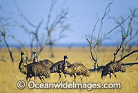 Flock of Emus (Dromaius novaehollandiae). Kinchega National Park, Menindee, New South Wales, Australia