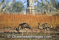 Pair of Emus (Dromaius novaehollandiae). Kinchega National Park, Menindee, New South Wales, Australia