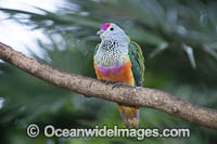 Rose-crowned Fruit Dove (Ptilinopus regina). Also known as Pink-capped Fruit Dove or Swainson's Fruit Dove. Found in rainforests of northern & eastern Australia, Lesser Sunda Islands & Maluku Islands of Indonesia.