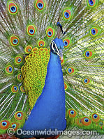 Indian Peafowl (Pavo cristatus) male during courtship display. Also known as Blue Peafowl and Peacock. Native to South Asia, but introduced and semi-feral in many regions of the world, including Australia.