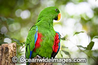 Eclectus Parrot (Eclectus roratus) - male. Rainforest Habitat, Cape York Peninsula, Australia