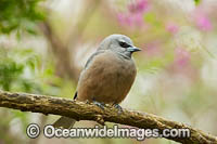 White-browed Woodswallow (Artamus superciliosus), female. Found in forests, woodlands, heath and spinifex throughout Australia.