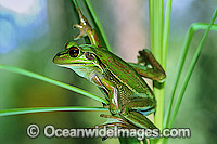 Green and Golden Bell Frog (Litoria aurea). Eastern Australia. Rare and endangered species.