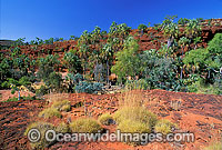 Palm Valley showing palms. Central Outback Australia