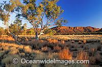 Ghost gum and MacDonnell Ranges at sunset. Central Australia