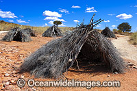 Simulated Aboriginal Shelters (Yapara), built with Mulga and Emu bush branches. Shelters like this were built in past years by the Bulati Aboriginal people that lived in the Broken Hill area. Living Desert Sanctuary, Near Broken Hill, outback Australia.
