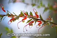 Australia Wildflower, Grevillea (Grevillea tripartita subsp. macrostylis). Native to Western Australia, near Esperance.