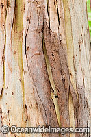 Detail of bark naturally (seasonally) shedding from a Eucalypt tree. Phillip Island, Victoria, Australia