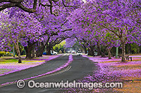 Jacaranda Avenue, situated in Grafton City, New South Wales, Australia. The city of Grafton is the commercial hub of the Clarence River Valley, known as Jacaranda City.