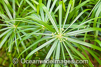 Tropical Garden Plant. Used in gardens throughout tropical Australia