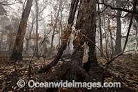 World Heritage-listed Cunnawarra National Park, swept with wild bushfire. December, 2019.