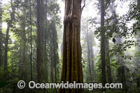 Rainforest draped in mist, situated in the Dorrigo National Park, part of the Gondwana Rainforests of Australia World Heritage Area. Dorrigo, NSW, Australia. Inscribed on the World Heritage List in recognition of its outstanding universal value.