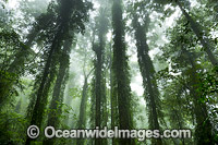 Rainforest draped in mist, situated in the Dorrigo National Park, part of the Gondwana Rainforests of Australia World Heritage Area. Dorrigo, NSW, Australia. Inscribed on the World Heritage List in recognition of its outstanding universal value.