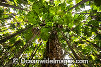 Fan Palm Forest (Licuala ramsayi). Occurs in swamps, riverbanks, and rainforests in Australia from the Cape York Peninsula to the Paluma Range north of Townsville. Photo taken Cape York Peninsula.