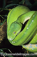 Green Python (Morelia viridis). Rainforests of North Queensland, Australia and Papua New Guinea. Non-venomous snake.