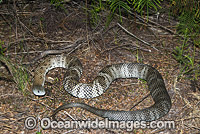 Mainland Tiger Snake (Notechis scutatus). An aggressive snake when aroused, mostly active during daylight hours. Feeds mainly on frogs. Also known as Eastern Tiger Snake. Dorrigo, New South Wales, Australia. Extremely venomous and dangerous snake.