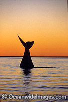 Southern Right Whale (Eubalaena australis) - tail fluke during sunset. Southern Australia. Listed as Vulnerable on the IUCN Red List.