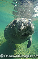 Florida Manatee (Trichechus manatus latirostris). Also known as Sea Cow. Crystal River, Florida, United States of America. Classified Endangered Species on the IUCN Red list.