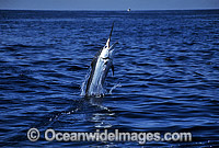 Black Marlin (Makaira indica) breaching on surface after taking a bait. Also known as Billfish. Great Barrier Reef, Queensland, Australia